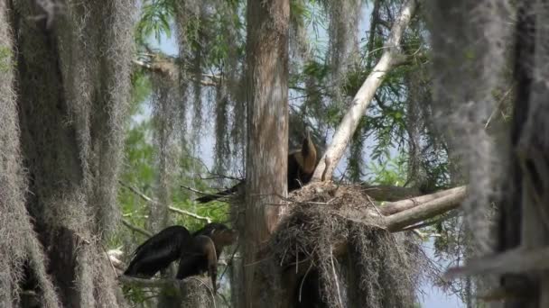 Anhinga Chicks Nest Florida Wetlands — Stock Video