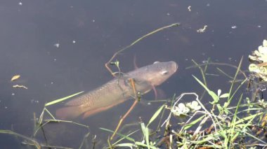 Büyük Balık Florida 'daki Yuvasına Yüzüyor