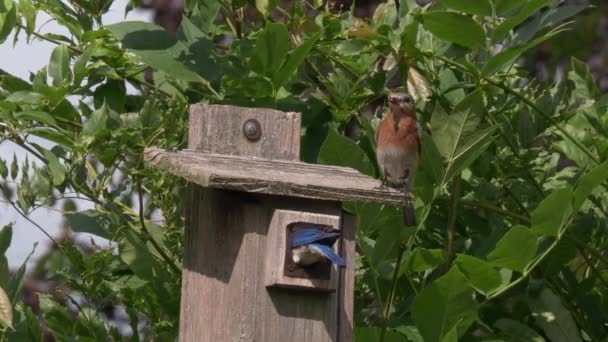 Ανατολικό Bluebird Ζευγάρι Ταΐζουν Τις Κότες Τους Ένα Bird House — Αρχείο Βίντεο