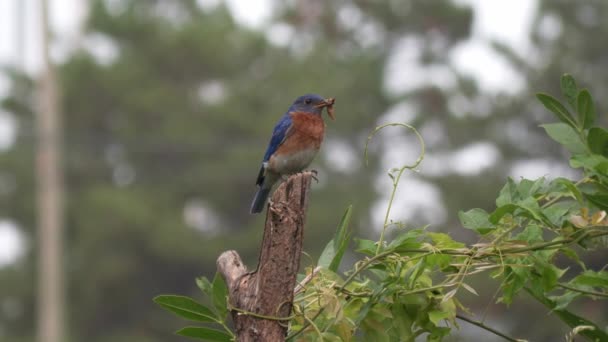 East Bluebird Masculin Mamă Ciocul Său — Videoclip de stoc