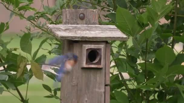 Ανατολικό Bluebird Ζευγάρι Ταΐζουν Τις Κότες Τους Ένα Bird House — Αρχείο Βίντεο