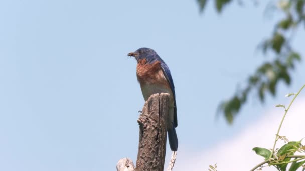 Ανατολικά Bluebird Αρσενικό Μια Αράχνη Είναι Ράμφος Σκαρφαλώνει Ένα Δέντρο — Αρχείο Βίντεο