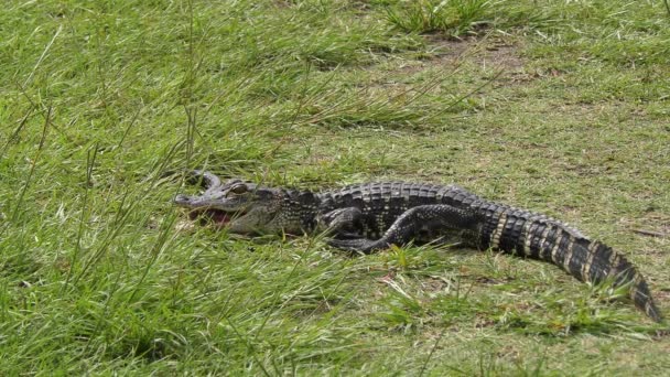 Malý Krokodýl Krmí Úhoře Ryby Stezce Parku — Stock video