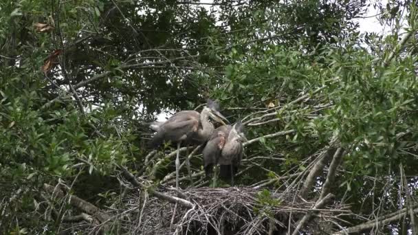 Two Great Blue Heron Young Birds Nest — Stock Video