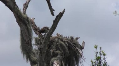 Florida 'da Piliçlerle Osprey Yuvasında.