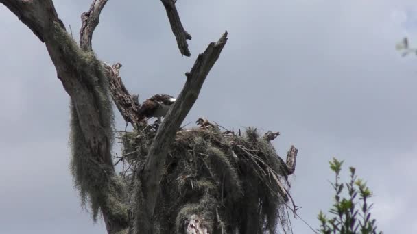 フロリダ湿地のネストでひよことオスプレイ — ストック動画