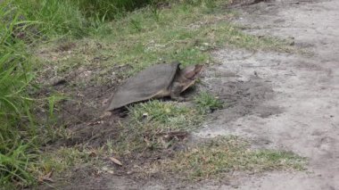 Florida Yumuşak Kabuklu Kaplumbağa Sulak Topraklara Yumurta Bırakıyor.