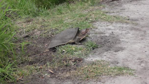 Florida Softshell Turtle Laying Eggs Wetlands — Stock Video
