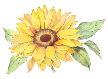 Beyaz arka planda izole edilmiş ayçiçeği suluboya. Dijital Resimlendirme.