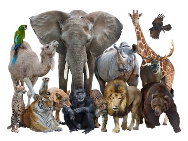 Group of Wild Animals isolated on white background. clipart