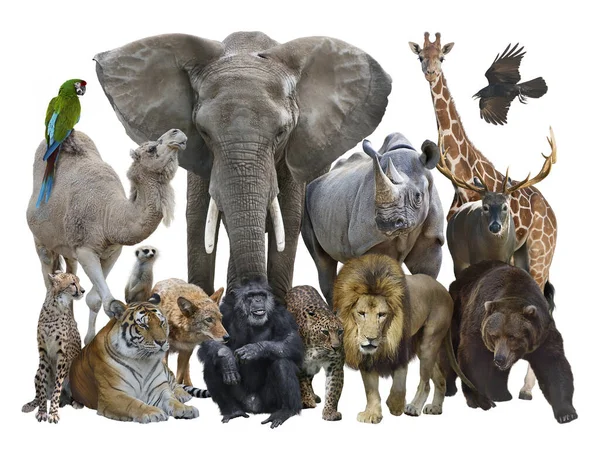 Beyaz Arka Planda Izole Edilmiş Bir Grup Vahşi Hayvan — Stok fotoğraf
