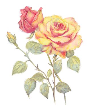 Pink and Yellow Rose Flowers ,Watercolor Digital Painting isolated on white background. clipart