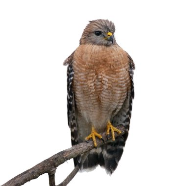 Kırmızı Omuzlu Şahin Ağaçta Tüneme, Beyaz Arkaplanda İzole.