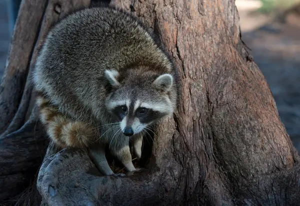 Young and Cute Raccoon on the Tree in Florida Park.