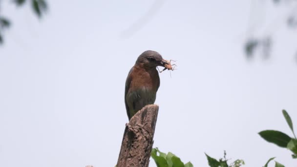 Ανατολικά Bluebird Αρσενικό Μια Ακρίδα Είναι Beak — Αρχείο Βίντεο