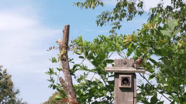 Oriental Bluebird Pareja Alimentar Sus Polluelos Pájaro Casa — Vídeo de stock