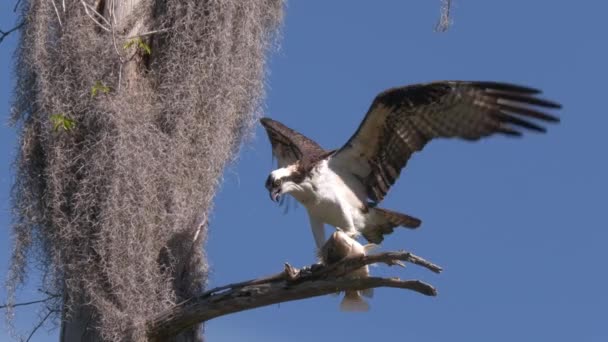 Osprey Büyük Balıkla Besleniyor — Stok video