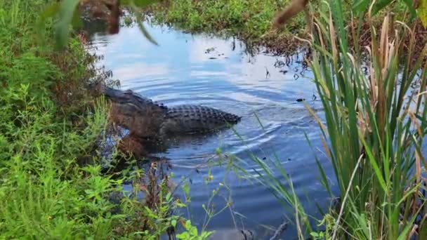 Grande Alligatore Ringhiare Florida Lake — Video Stock