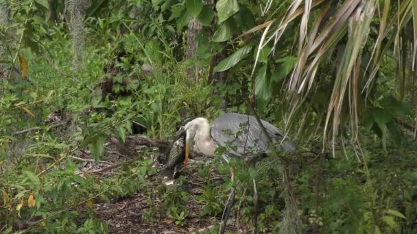 グレートブルーヘロンはフロリダ湿地で大きな魚を飲み込む — ストック動画
