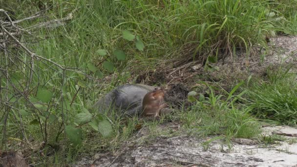Softshell Schildpadden Leggen Eieren Florida Wetlands — Stockvideo