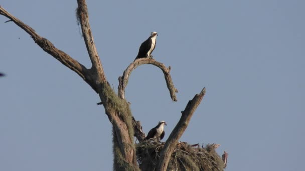 Osprey Couple Nest Florida Wetlands — Stock Video