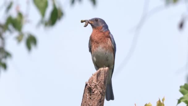 Ανατολικό Bluebird Αρσενικό Μια Κάμπια Στο Ράμφος Του — Αρχείο Βίντεο