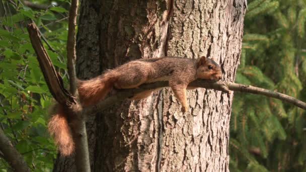 Raposa Esquilo Descansando Uma Árvore — Vídeo de Stock