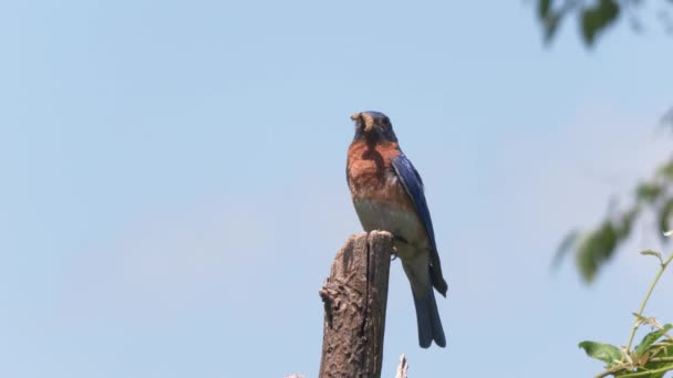 Ανατολικό Bluebird Αρσενικό Μια Κάμπια Στο Ράμφος Του — Αρχείο Βίντεο