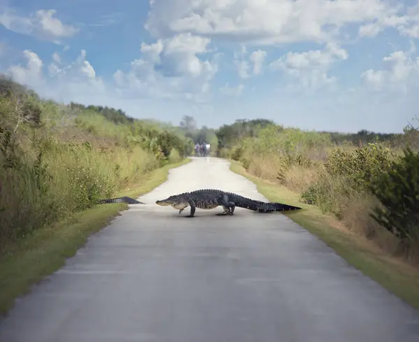 美国大型鳄鱼穿越佛罗里达州的一条公园小径 免版税图库图片