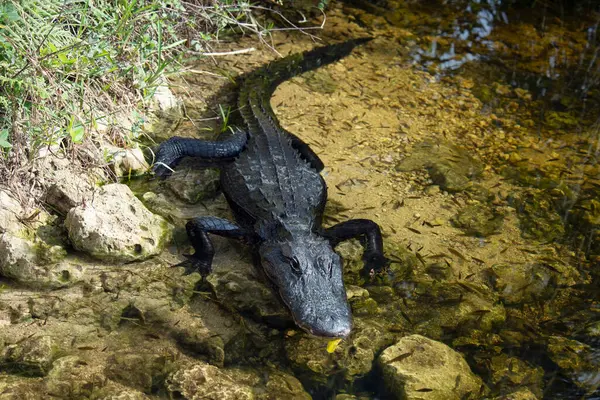 Americký Krokodýl Odpočívající Mělké Vodě Stock Obrázky