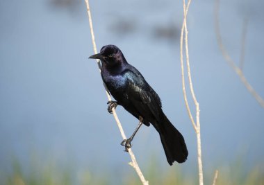 Tekne kuyruklu Grackle dallara tünedi