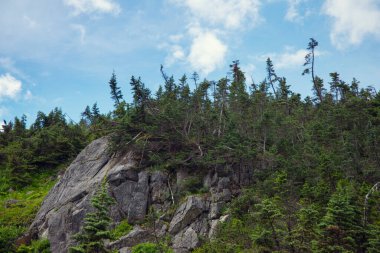 Alaska, ABD 'de Kayalarda Büyüyen Ağaçlar
