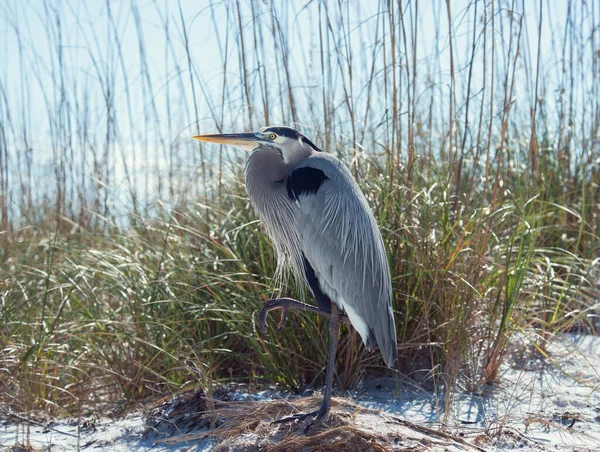Great Blue Heron Florida Beach Stock Picture