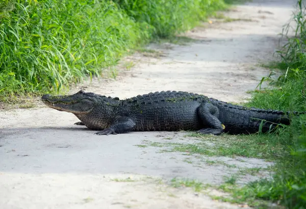美国鳄鱼在佛罗里达公园的一条小径上休息 图库图片
