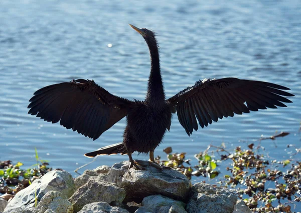 Uccello Anhinga Che Asciuga Sue Piume Florida Zona Umida Foto Stock Royalty Free