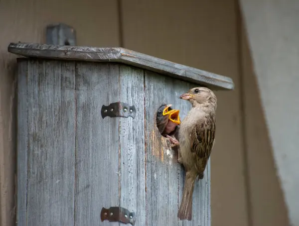Moineau Domestique Nourrit Ses Poussins Dans Une Maison Oiseaux Sur Photo De Stock