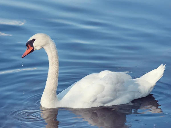 Beautiful White Swan Swims Lake Stock Picture