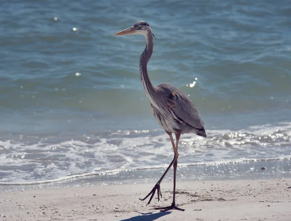 フロリダのビーチを歩いてグレート ブルー ヘロン ロイヤリティフリーのストック画像