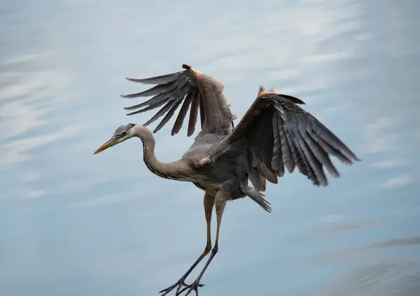 Great Blue Heron Desembarque Zonas Húmidas Flórida Fotos De Bancos De Imagens Sem Royalties