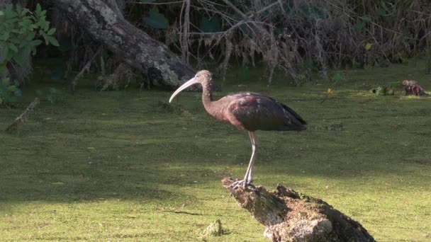 Γυαλιστερή Ibis Στη Φλόριντα Υγροτόπων Άγρια Ζωή Στη Φλόριντα — Αρχείο Βίντεο
