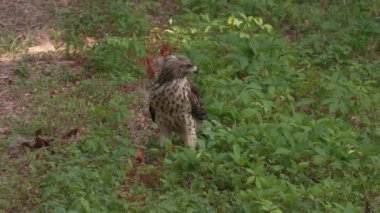 Ormanda Genç Kızıl Omuzlu Şahin