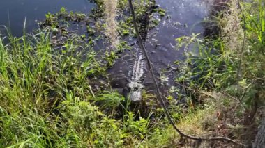 Amerikan Timsahı Florida Bataklığı 'ndaki Balıklarla Besleniyor