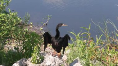 Anhinga Kuşu Florida Gölü yakınlarında tüylerini kurutuyor.