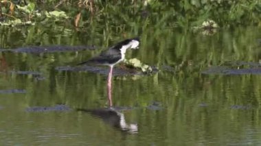 Florida 'da siyah boyunlu Stilt Bird