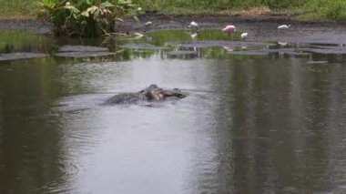 Florida Gölü 'nde Büyük Amerikan Timsahları Balıkçılık