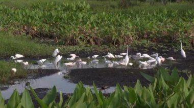 Florida 'da Kuruyan Gölette Dalgalanan Kuşlar