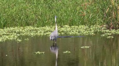 Büyük Mavi Balıkçıl Florida 'da yiyecek arıyor.