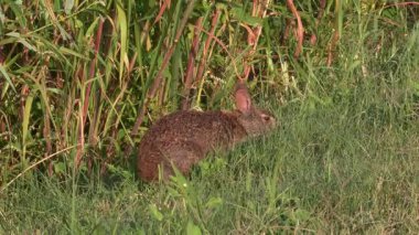 Florida sulak çimenlerde Marsh tavşan beslenir.