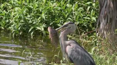 Büyük Mavi Balıkçıl Gagasında Büyük Balık