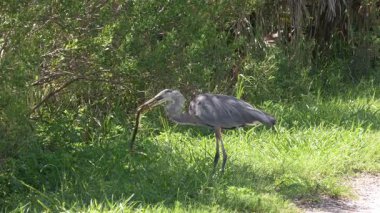 Büyük Mavi Balıkçıl Asya bataklık yılanbalığıyla besleniyor